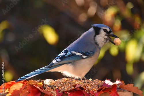 A blue jay at the feeder, Sainte-Apolline, Québec, Canada
