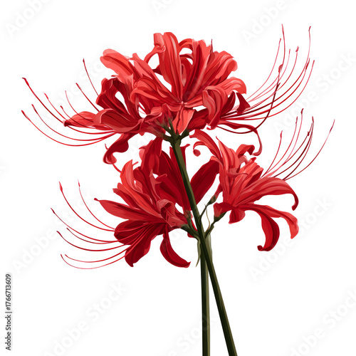 Red Lycoris Flower Brightly Blooming with Curled Petals and Long Stamen in White Background