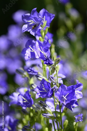 Closeup Campanula persicifolia also known peach-leaved bellflower with blurred background in summer garden