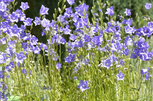 Closeup Campanula persicifolia also known peach-leaved bellflower with blurred background in summer garden