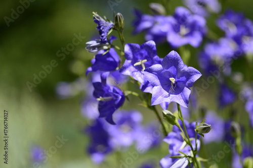 Closeup Campanula persicifolia also known peach-leaved bellflower with blurred background in summer garden