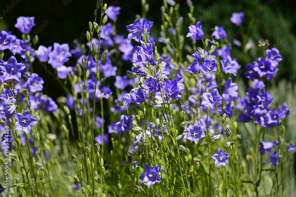 Naklejka premium Closeup Campanula persicifolia also known peach-leaved bellflower with blurred background in summer garden