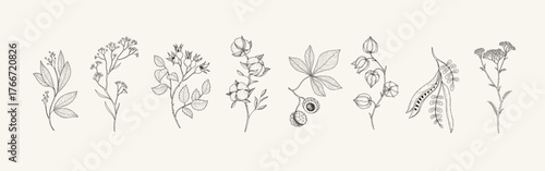 Autumn set of different seasonal brunch of plants, fall leaves and berries. Delicate and elegant botanical design elements