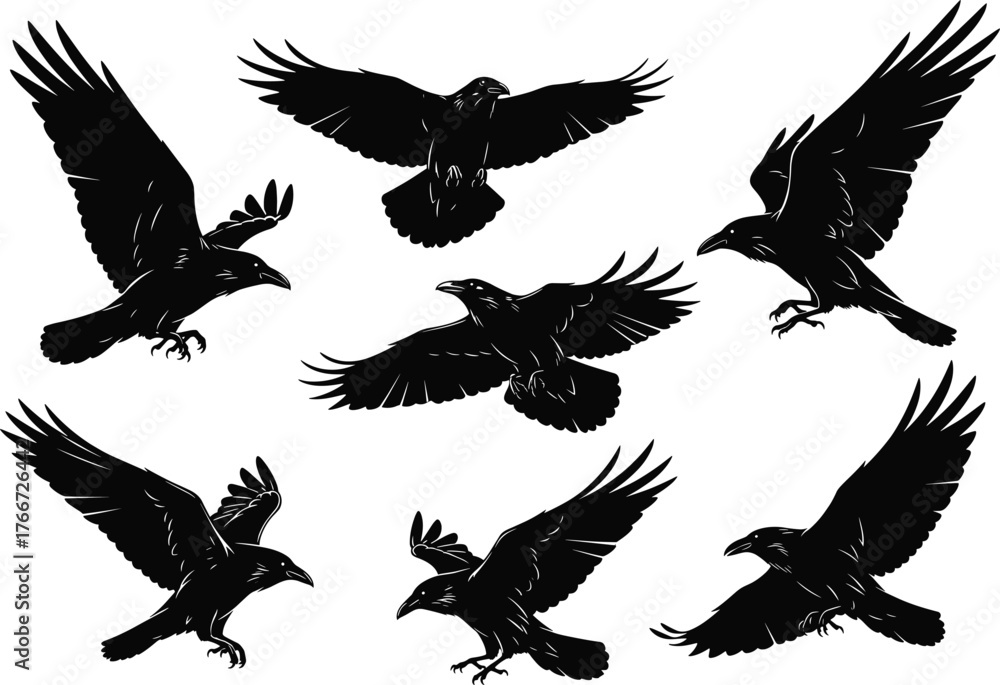 Fototapeta premium Raven silhouette set, flying and perching black birds, feather detail, dynamic wing pose, isolated vector, white background illustration