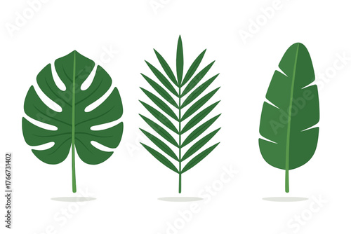 Set of three distinct tropical green leaves: Monstera, palm frond, and banana leaf shapes