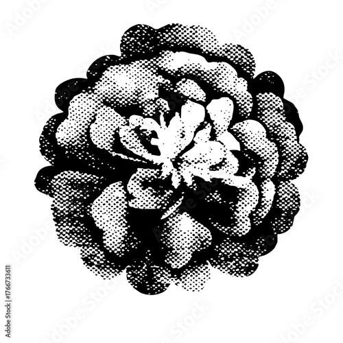 Succulent blooms in halftone