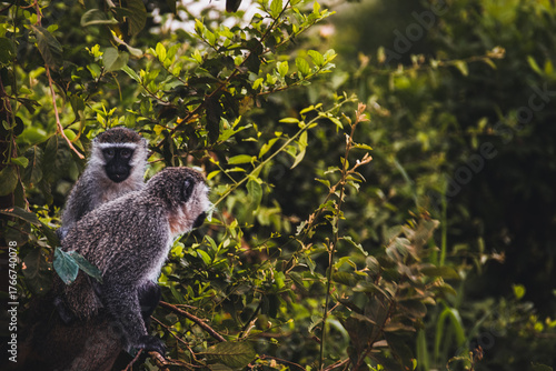 Canvas Print Tropical Mischief: Vervet Monkeys in the African Bush
