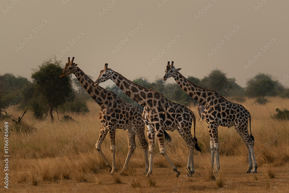 Obraz premium Beneath the Blue Sky: Giraffes of Northern Uganda