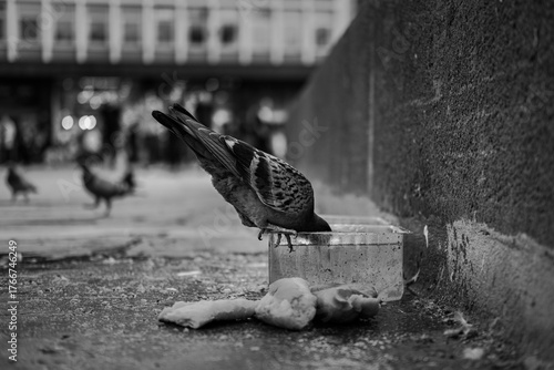 Wallpaper Mural pigeon drinking water Torontodigital.ca