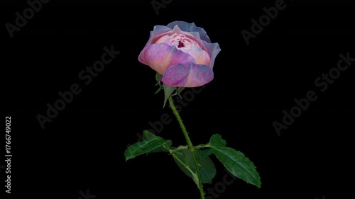 Amazing blue pink Rose flower background. Wedding backdrop, Valentine's Day concept. Mother's day, Holiday, Love, birthday