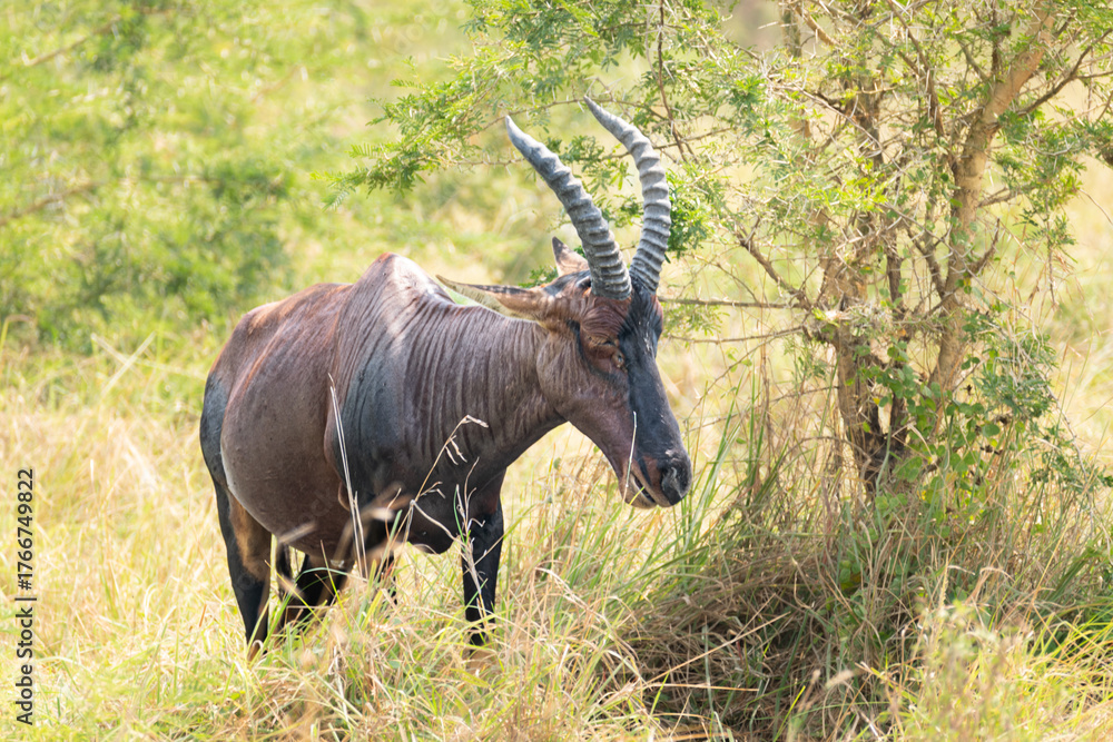 Fototapeta premium Elegant Hartebeest Standing Proud in Kidepo Valley National Park
