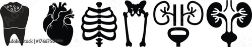 Anatomy glyph icon set. Vector pictograms of body organs, bone, skeleton, spine, eye, ear, nose, mouth, lips, hand, foot, stomach, kidneys, bladder, black sign silhouette illustration.