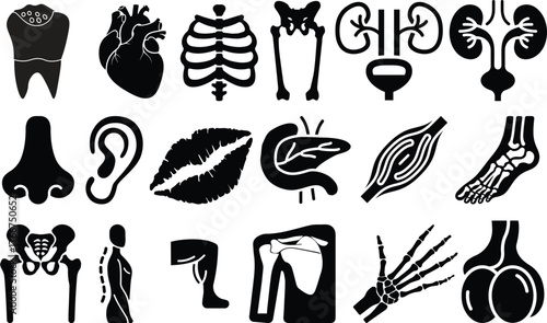 Anatomy glyph icon set. Vector pictograms of body organs, bone, skeleton, spine, eye, ear, nose, mouth, lips, hand, foot, stomach, kidneys, bladder, black sign silhouette illustration.