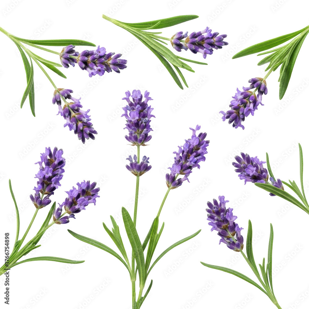 Fototapeta premium Fresh English lavender sprigs with vibrant purple florets and dark green leaves scattered on a transparent seamless background, soft shadows, close-up, natural elegance and purity concept