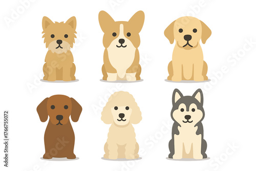 Six popular dog breeds including Corgi Labrador Husky Poodle Dachshund Terrier sitting together