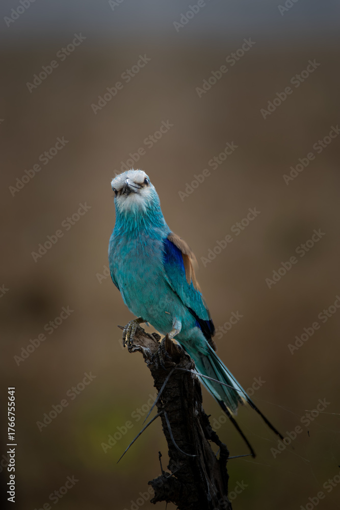 Fototapeta premium Brilliant Blues of the African Savannah: The Abyssinian Roller