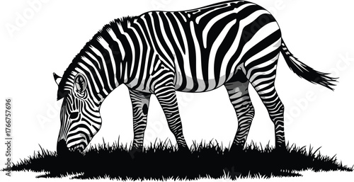 Zebra grazes peacefully on a grassy plain in a striking black and white design