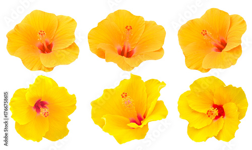 Two shades of yellow hibiscus flowers, beautiful and refreshing on  transparent.