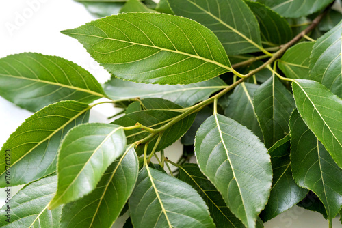 Green camphor leaves with vivid veins