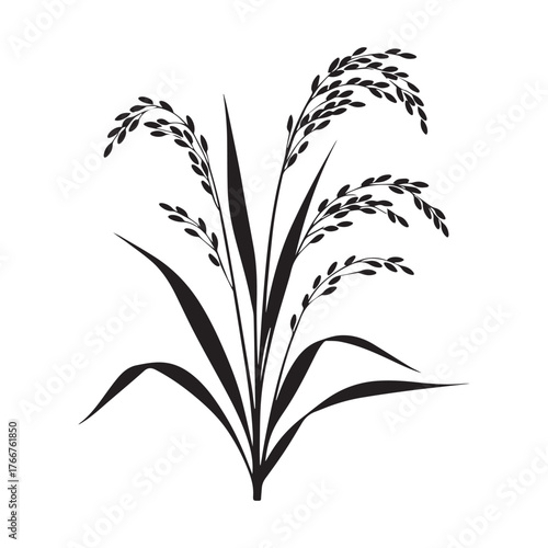Rice plants illustration silhouette on white background.