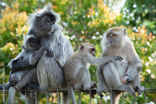 Photos Closeup portrait of Tufted gray langur Semnopithecus priam