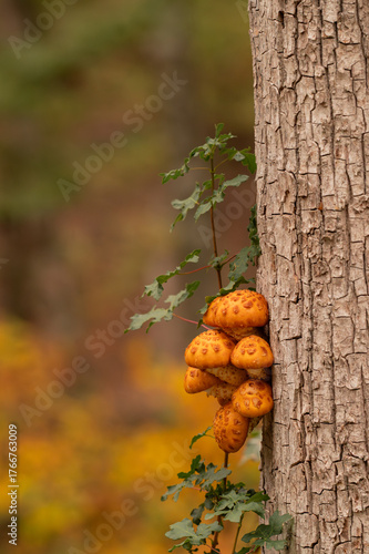 Mushrooms on a tree in an autumn forest