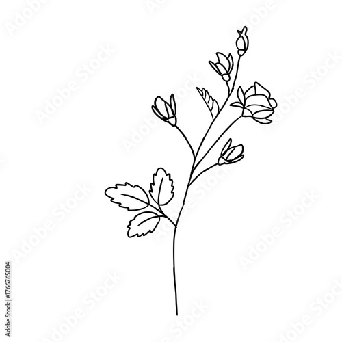Hand draw flower  vector , doodle flower vector