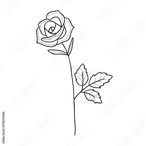 Hand draw flower  vector , doodle flower vector