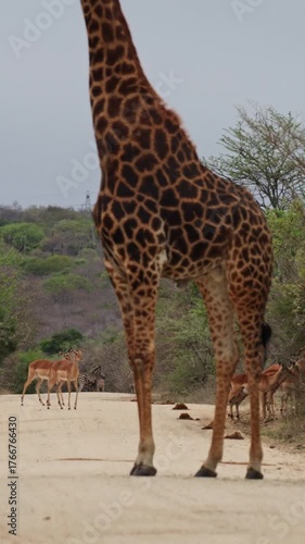 Vertical video, a giraffe watching impala and zebra crossing the road.