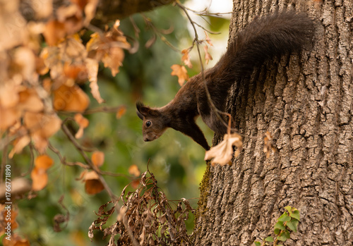 Curious and playful red squirrel in the park in the autumn atmosphere