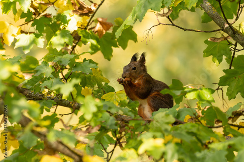 Curious and playful red squirrel in the park in the autumn atmosphere