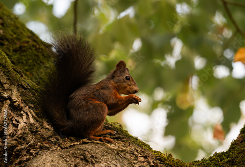 Curious and playful red squirrel in the park in the autumn atmosphere