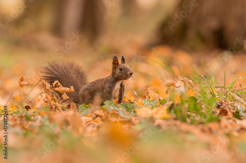 Curious and playful red squirrel in the park in the autumn atmosphere