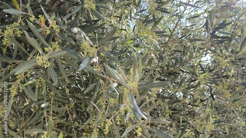 Very dense and very nice-looking olive tree