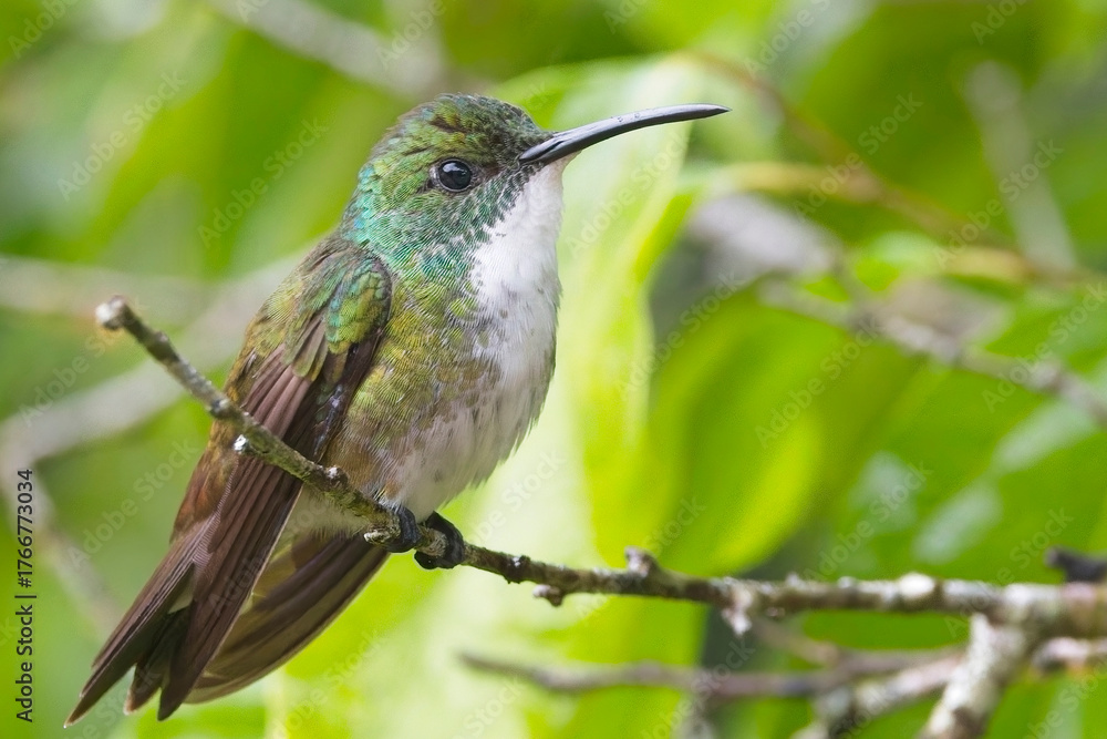 Fototapeta premium White-chested Emerald hummingbird (Chrysuronia brevirostris) perched, very close, Trinidad and Tobago, West Indies.
