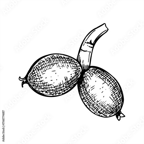 Ripening nut or fruit pods on stem vector etching drawing painted by black inks. Monochrome growing berries realistic graphic sketch illustration. For food packaging, medical blogs, nutrition guides