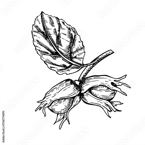 Growing hazelnuts on branch with leaf monochrome vector illustration painted by black inks. Etching drawing of ripening nuts. Edible seeds of plant for vegetarian diet product design, menu, poster