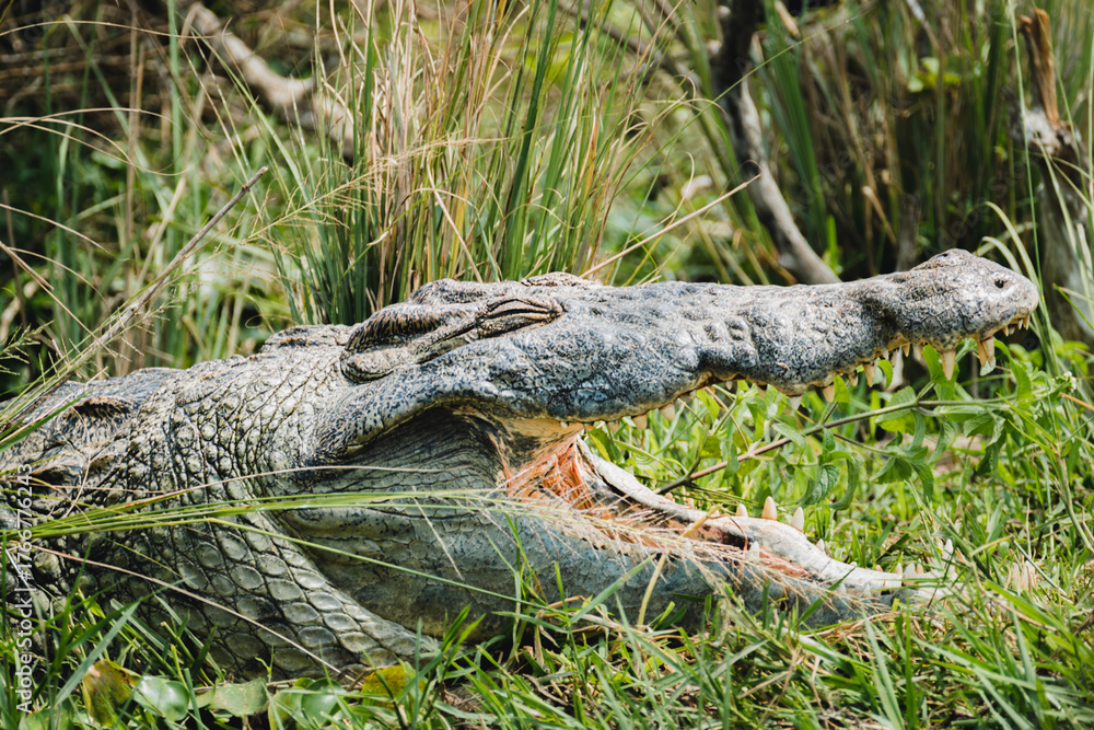 Obraz premium Power and Patience: Nile Crocodile in the African Sun