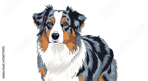 Australian shepherd dog portrait