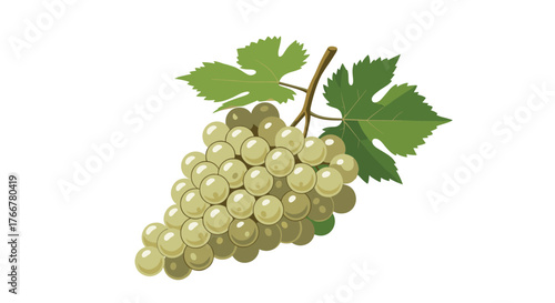 An illustration of a bunch of light green grapes hanging with leaves still attached to the stem of the fruit, on a white background.