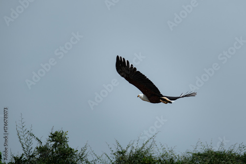 Fotografía Majestic African Fish Eagle Soaring over the Nile