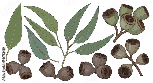 Collection eucalyptus leaves and gum nuts