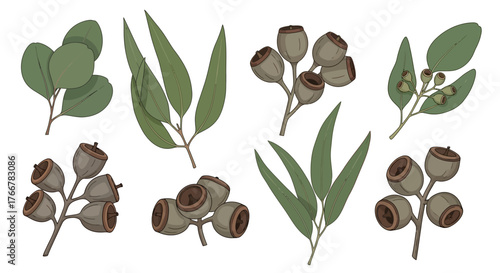 Collection eucalyptus leaves and gumnuts