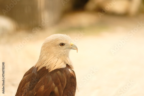 Close up Brahminy kite (Haliastur indus). Head of Brahminy Kite