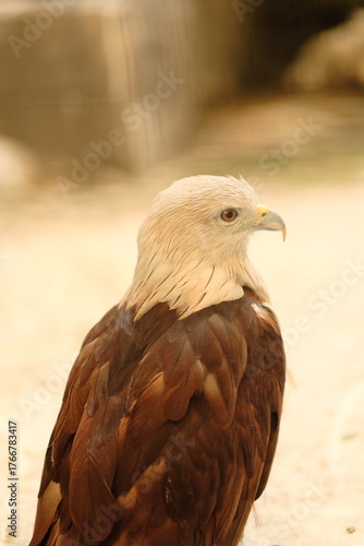Close up Brahminy kite (Haliastur indus). Head of Brahminy Kite