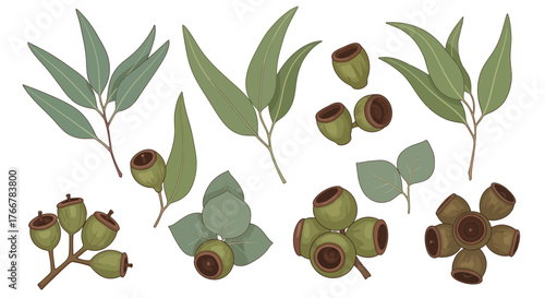 Collection eucalyptus leaves and gumnuts, representing australian flora