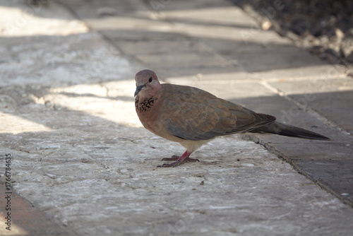 the beautiful but unfortunately increasingly rare turtle dove (Streptopelia turtur)