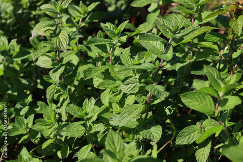 Wild mint green plants on a sunny day. Mentha spicata