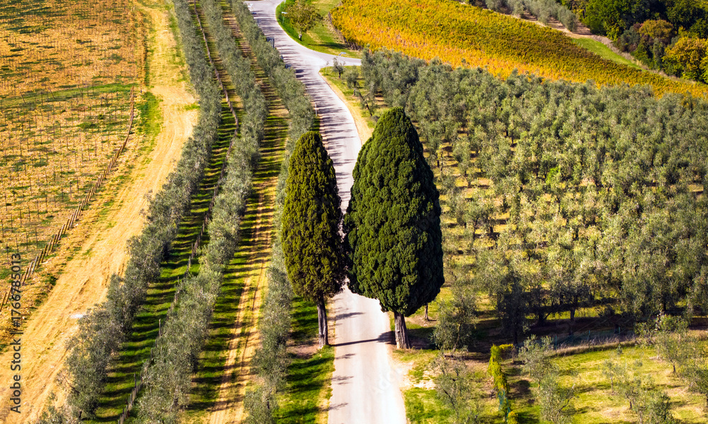 Obraz premium Tuscany scenic landscape , Italy. Idyllic tuscan countryside. colorful autumn vineyards fields and cypresses road. Chianti region