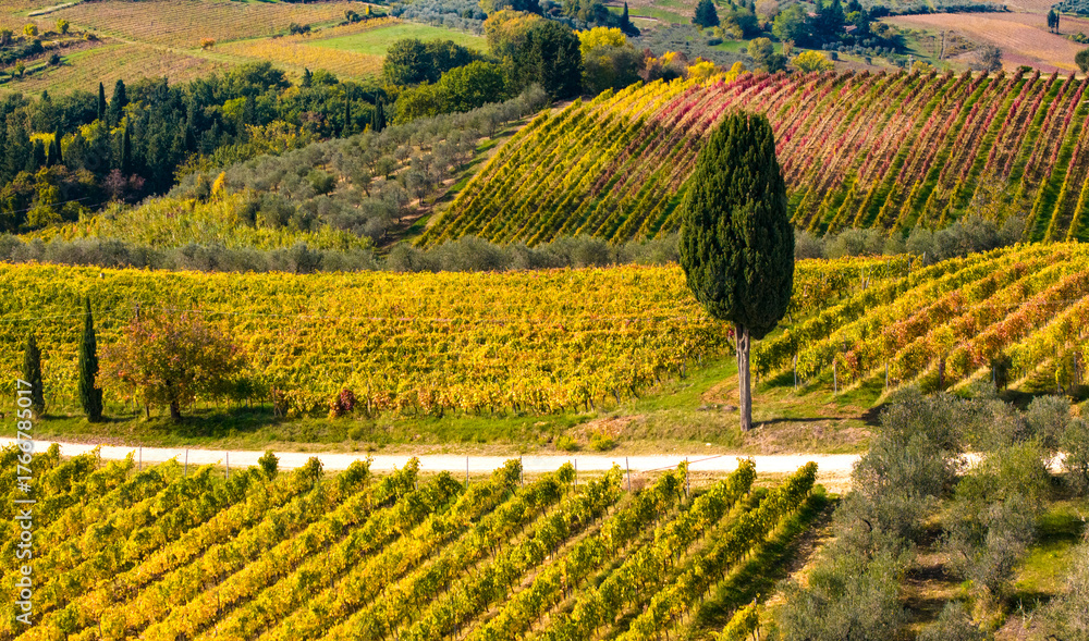 Obraz premium Idyllic tuscan countryside. colorful autumn vineyards fields and cypresses. Tuscany scenic landscape , Italy, Chianti region
